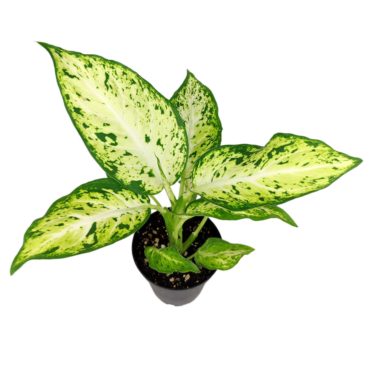 6 inch dieffenbachia amy live air plant plastic pot for sale, cream centered leaves dark margins, lush coarse texture, space efficient column growth, air purifying benefits, easy houseplant for home