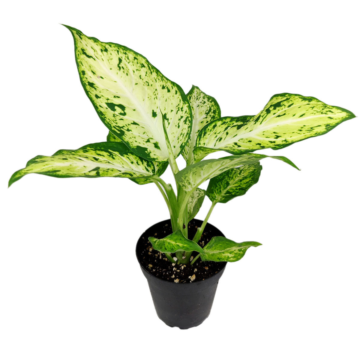 6 inch dieffenbachia amy live air plant for sale, medium green leaves with light speckles, easy care beginner plant, lush dense foliage, air purifying qualities, low light tolerant, natural home decor