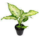 buy dieffenbachia amy live air plant 4 inch plastic pot online, dramatic variegation white yellow green, bold tropical look, upright spreading habit, forgiving easy care plant, indoor gift perfect for office