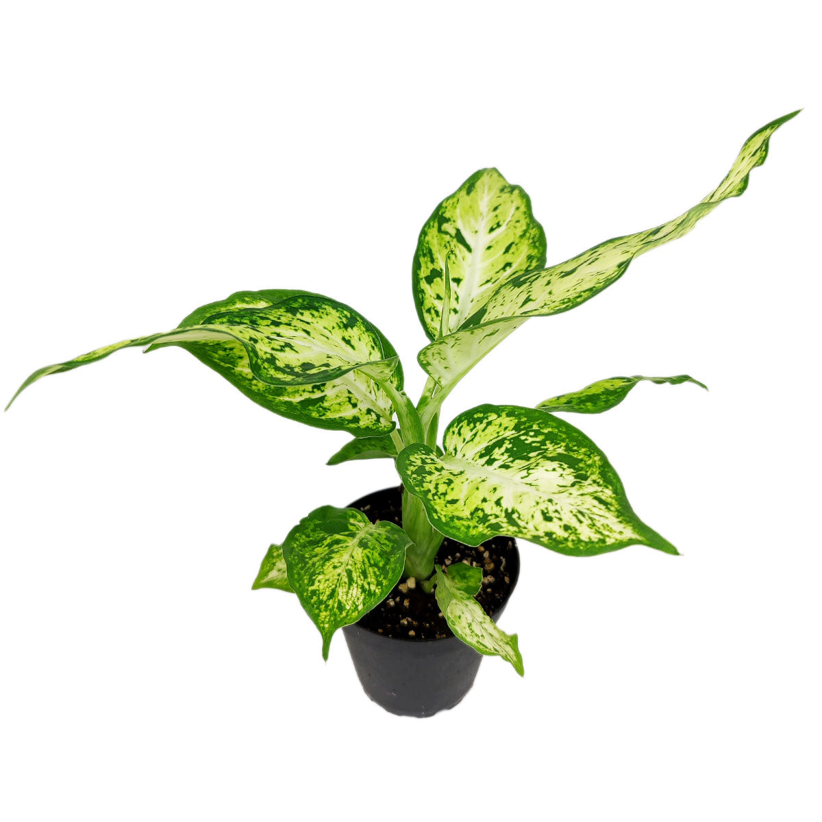buy dieffenbachia amy live air plant 4 inch online, broad pointed leaves with cream variegation, coarse leaf texture, upright cane-like growth habit, tropical aesthetic, office friendly houseplant