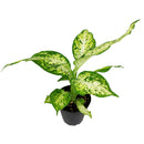 buy dieffenbachia amy live air plant 4 inch plastic pot online, dramatic variegation white yellow green, bold tropical look, upright spreading habit, forgiving easy care plant, indoor gift perfect for office