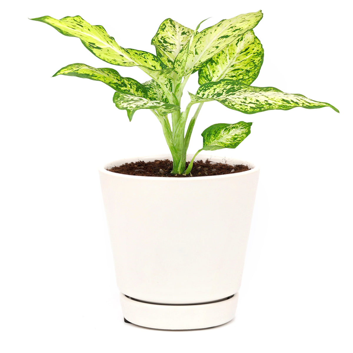 buy dieffenbachia amy live air plant 4 inch plastic pot online, dramatic variegation white yellow green, bold tropical look, upright spreading habit, forgiving easy care plant, indoor gift perfect for office