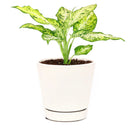 buy dieffenbachia amy live air plant 4 inch plastic pot online, dramatic variegation white yellow green, bold tropical look, upright spreading habit, forgiving easy care plant, indoor gift perfect for office