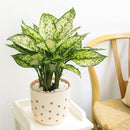 buy dieffenbachia amy live air plant 4 inch plastic pot online, dramatic variegation white yellow green, bold tropical look, upright spreading habit, forgiving easy care plant, indoor gift perfect for office