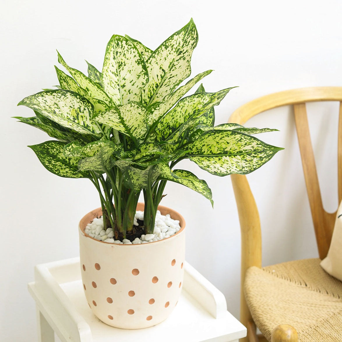 buy dieffenbachia amy live air plant 4 inch online, variegated creamy white leaves, forest green margins, upright spreading growth, tropical foliage aesthetic, pet-toxic houseplant, office plant gift