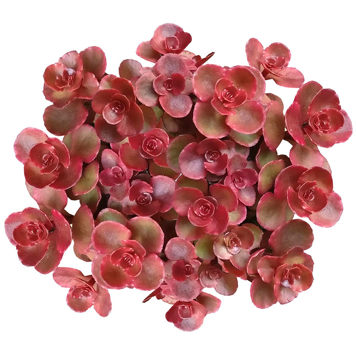 2 inch Succulent Randomly Picked, Types of succulents for sale, Colorful Succulents Collection