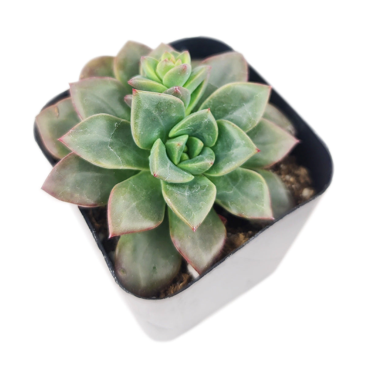 2 inch echeveria compressicaulis live succulent for sale, irregularly sculptured leaf surface texture, slow-growing upright rosette habit, green fading to brownish-red coloration, fleshy elliptic-ovate leaves, pet-friendly low maintenance, elegant addition to succulent collection, thoughtful plant lover gift