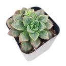 4 inch echeveria compressicaulis live succulent for sale, bamboo pot sustainable natural finish, deep red to brownish-green color-changing thick leaves, architectural upright rosette growth unlike typical echeveria, slow-growing rare venezuelan species, bright direct light lover, stunning mixed succulent arrangement centerpiece, premium rare succulent gift for collectors