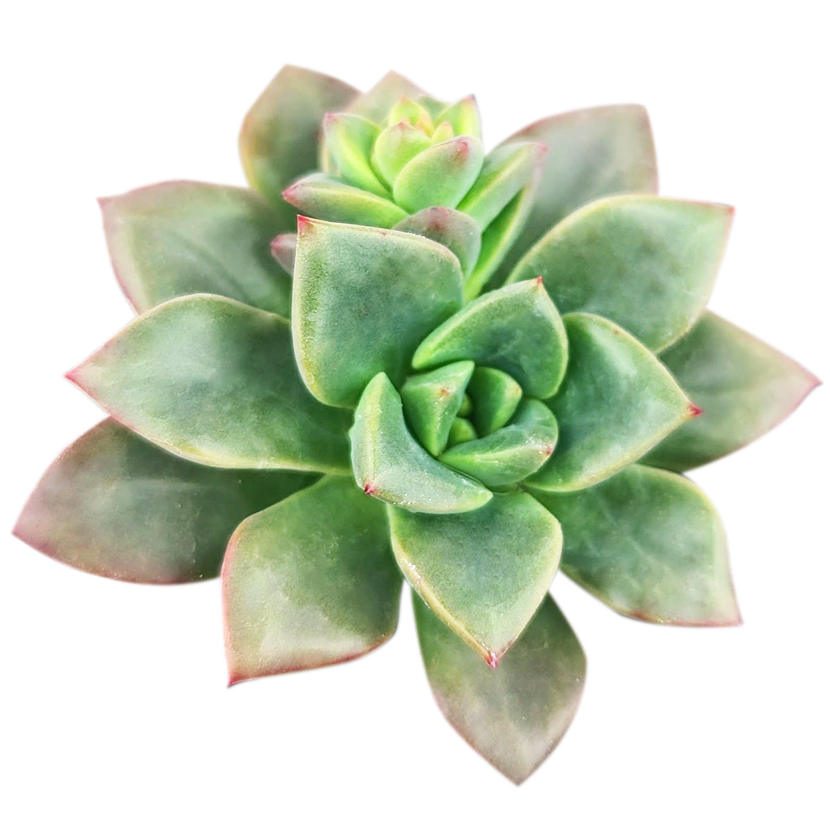 buy echeveria compressicaulis live succulent 2 inch online, compact upright rosette form, thick fleshy dark green to deep red leaves, color-changing foliage under bright light, architectural compressed stem structure, drought tolerant easy care, striking desk or shelf accent, perfect rare succulent gift