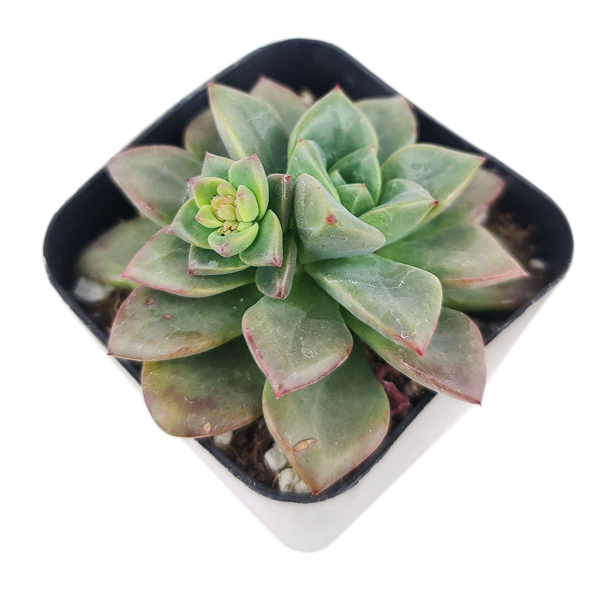 buy echeveria compressicaulis live succulent 4 inch online, bold rosette with stacked curved leaves, vivid maroon-red hues under strong light, sculptured diamond-like leaf impressions, compact columnar architectural growth, beginner-friendly drought tolerant care, statement piece for bright windowsill display, rare collector succulent gift