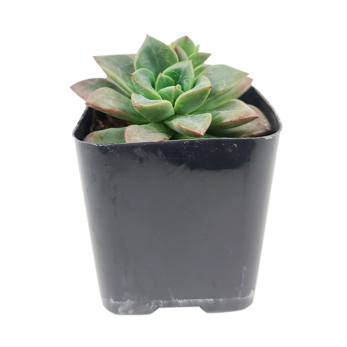 4 inch echeveria compressicaulis live succulent for sale, plastic pot fully rooted healthy plant, thick fleshy leaves green to deep red, upright stemmed rosette clusters, slow growing rare echeveria species, easy care sun-loving succulent, modern indoor plant decor accent, ideal birthday or housewarming gift
