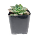 4 inch echeveria compressicaulis live succulent for sale, bamboo pot sustainable natural finish, deep red to brownish-green color-changing thick leaves, architectural upright rosette growth unlike typical echeveria, slow-growing rare venezuelan species, bright direct light lover, stunning mixed succulent arrangement centerpiece, premium rare succulent gift for collectors