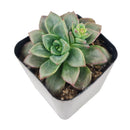 4 inch echeveria compressicaulis live succulent for sale, bamboo pot sustainable natural finish, deep red to brownish-green color-changing thick leaves, architectural upright rosette growth unlike typical echeveria, slow-growing rare venezuelan species, bright direct light lover, stunning mixed succulent arrangement centerpiece, premium rare succulent gift for collectors
