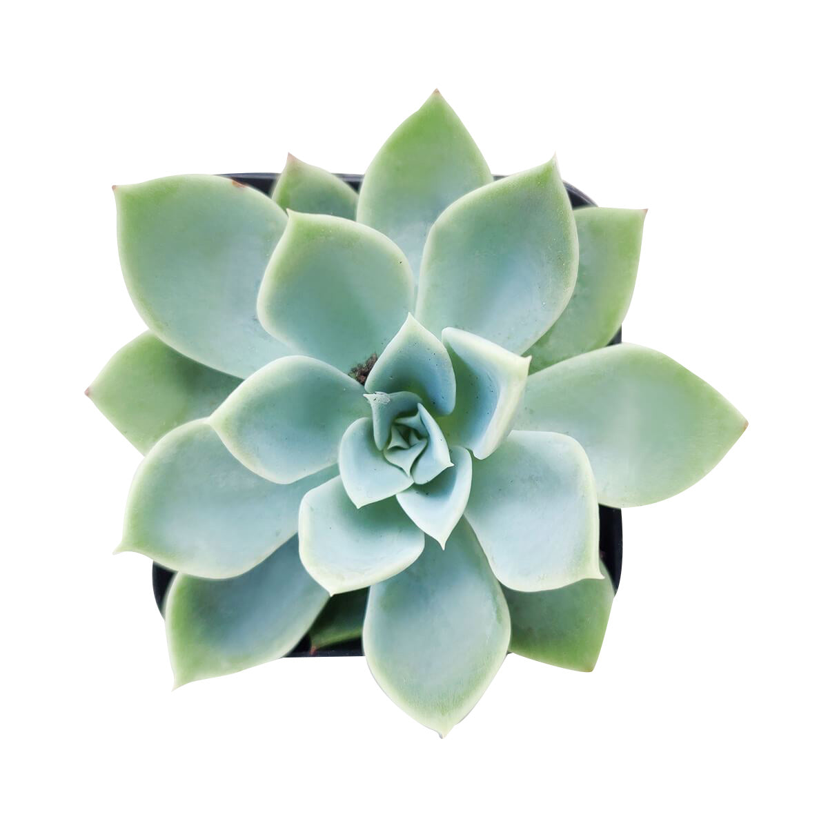 4 inch echeveria blue atoll live air plant for sale, blue-toned succulent with powdery waxy leaf coating, thick fleshy leaves forming dense symmetrical cluster, demands regular rotating for even light distribution and balanced shape development, blooms best when exposed to significant temperature drop between day and night cycles, beautiful accent for contemporary home decor, memorable gift for plant-loving friends