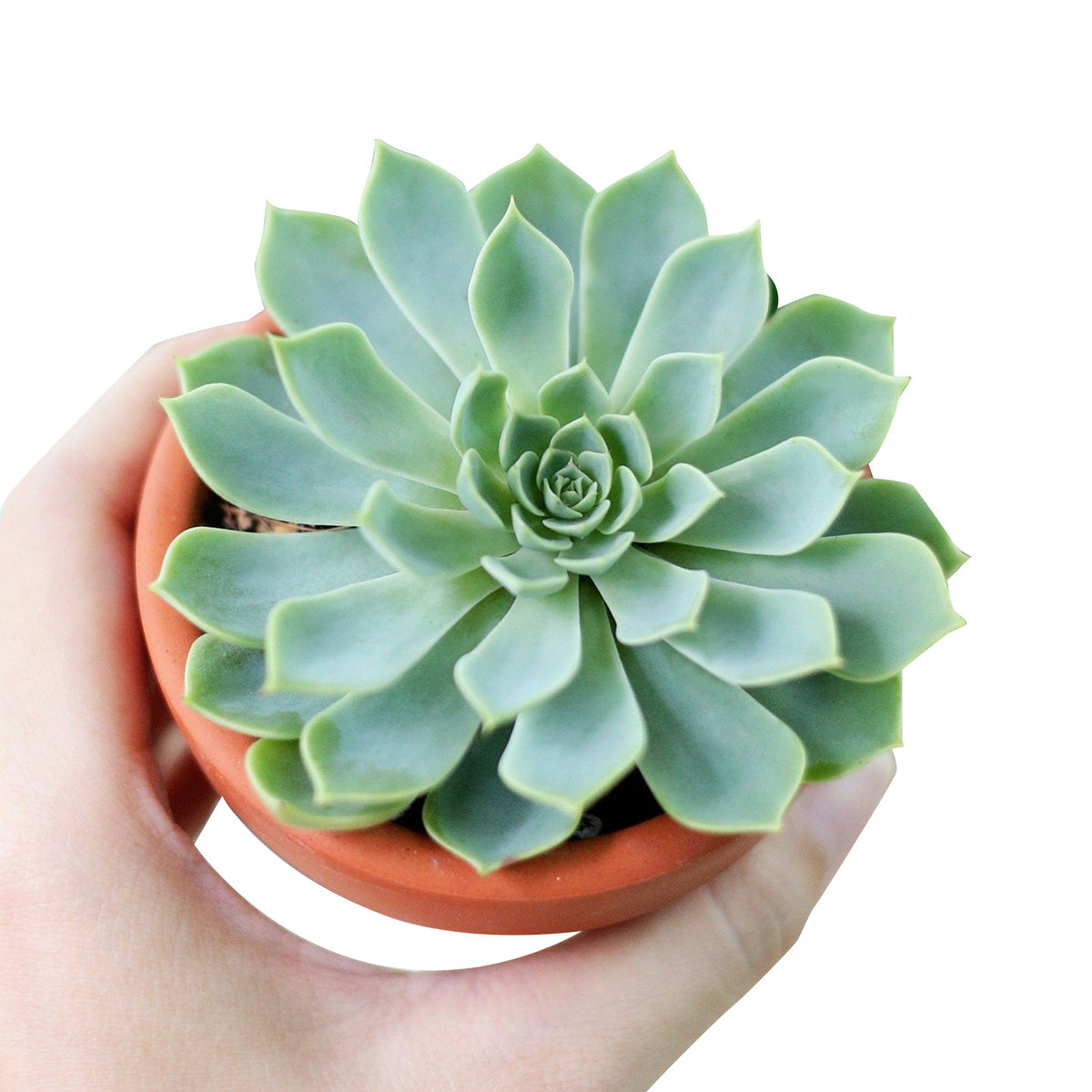 buy echeveria blue atoll live air plant 4 inch online, dusty periwinkle-blue foliage with delicate frosted appearance, medium-sized mature rosette reaching 4 to 5 inches in diameter, performs well in direct sun but adapts to bright filtered light conditions, needs consistent rotation and avoids direct air from ac and heating vents, stunning modern pot focal point, excellent plant gift for indoor gardeners