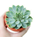 4 inch echeveria blue atoll live air plant for sale, dusky blue-gray foliage with chalky finish creating soft muted aesthetic appeal, well-developed compact rosette structure ideal for container gardening and indoor plant collections, requires bi-weekly rotation to prevent one-sided growth and maintain balanced proportions, sensitive to temperature stress and air movement from climate control systems, elegant living decor accent, wonderful gift for thoughtful plant parents
