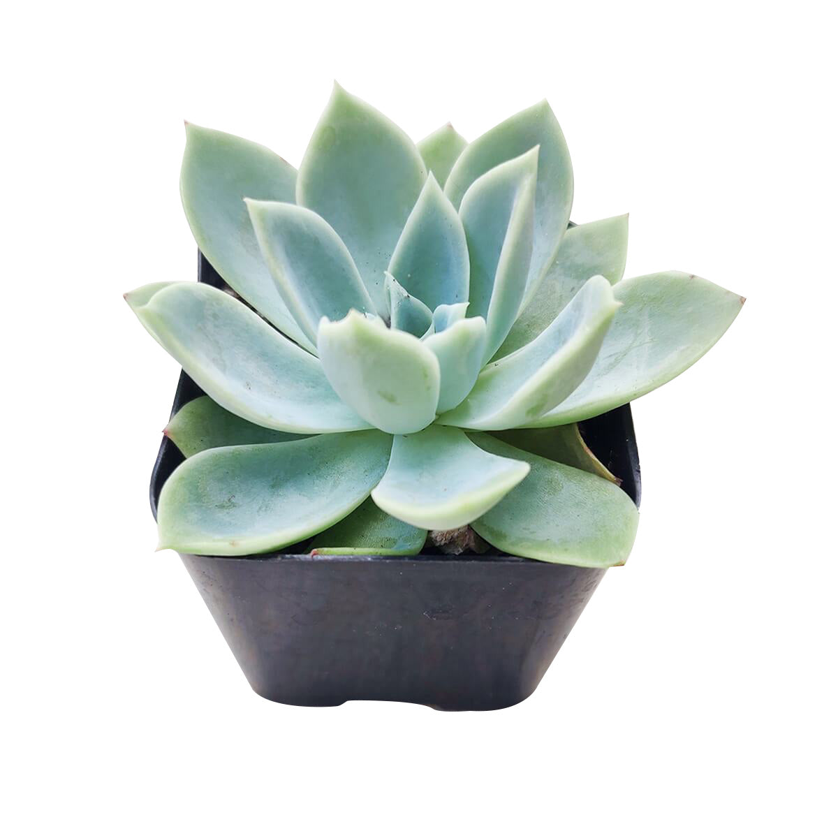 2 inch echeveria blue atoll live air plant for sale, fleshy plump leaves arranged in tight geometric rosette pattern, silvery-blue coloring intensifies under bright light exposure, prefers rotating placement every few weeks to maintain even symmetrical growth, requires cool nighttime temperatures to trigger blooming cycles, perfect windowsill display plant, ideal gift for succulent enthusiasts