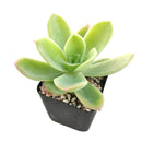 buy echeveria golden glow live succulent 2 inch online, vivid yellow-green to pale gold coloring with sun-kissed pink edges, symmetrical architectural rosette silhouette, clumping and slowly offsetting for multi-rosette displays