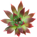 buy echeveria agavoides lipstick succulent live succulent 2 inch online, vivid green and red bicolor leaf contrast, sharply pointed succulent rosette with agave-like form, sun-stressed crimson margins deepen with bright light exposure, slow-growing low-water care requirements, chic and colorful addition to a sunny windowsill or patio display, a memorable and long-lasting gift plant for any plant lover
