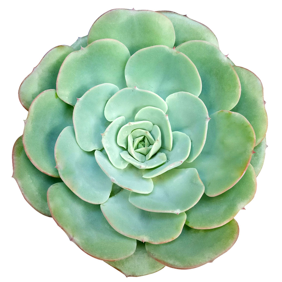 buy echeveria atlantis succulent live succulent 2 inch online, powdery blue-green rosette with pink-tipped fleshy wavy leaves, farina-coated compact form, slow-growing drought tolerant succulent, architectural accent for sunny windowsills and desk di