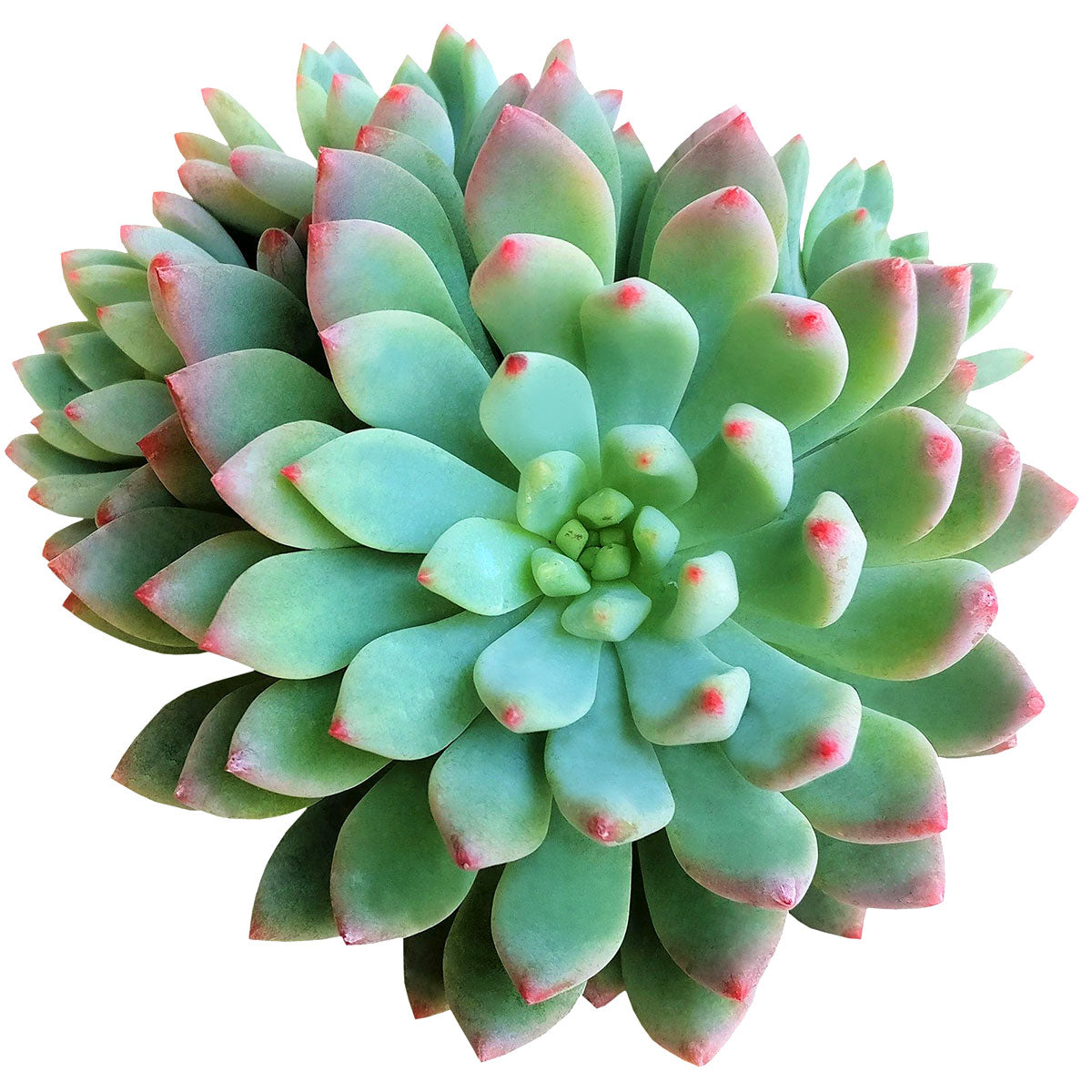buy sedeveria blue elf echeveria x sedum live succulent 2 inch online, plastic pot showing healthy vibrant blue-green rosette, powdery farina leaf coating with pink to burgundy tipped leaves, compact slow-growing form ideal for small containers
