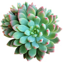 buy sedeveria blue elf echeveria x sedum live succulent 2 inch online, plastic pot showing healthy vibrant blue-green rosette, powdery farina leaf coating with pink to burgundy tipped leaves, compact slow-growing form ideal for small containers