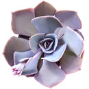2 inch Succulent Randomly Picked, Types of succulents for sale, Colorful Succulents Collectionv