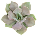 4 inch echeveria lolita live succulent for sale, vivid opalescent pink coral and frosty green coloring, broad overlapping leaves with natural wax sheen, compact clustering rosette shape ideal for containers, thrives in bright sunny spots with minimal watering, eye-catching decorative focal point for indoor spaces, gorgeous gift for plant enthusiasts and collectors