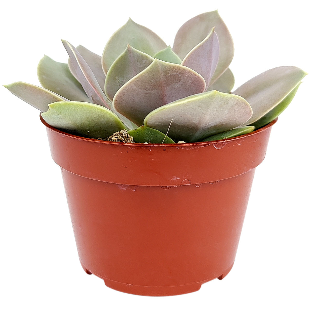 4 inch echeveria lolita live succulent for sale, deep pink and purple seasonal color shift, broad fleshy leaves with pointed tips, slow-growing clustering rosette habit, bright light lover with low watering needs, stunning centerpiece for modern shelves, thoughtful housewarming plant gift