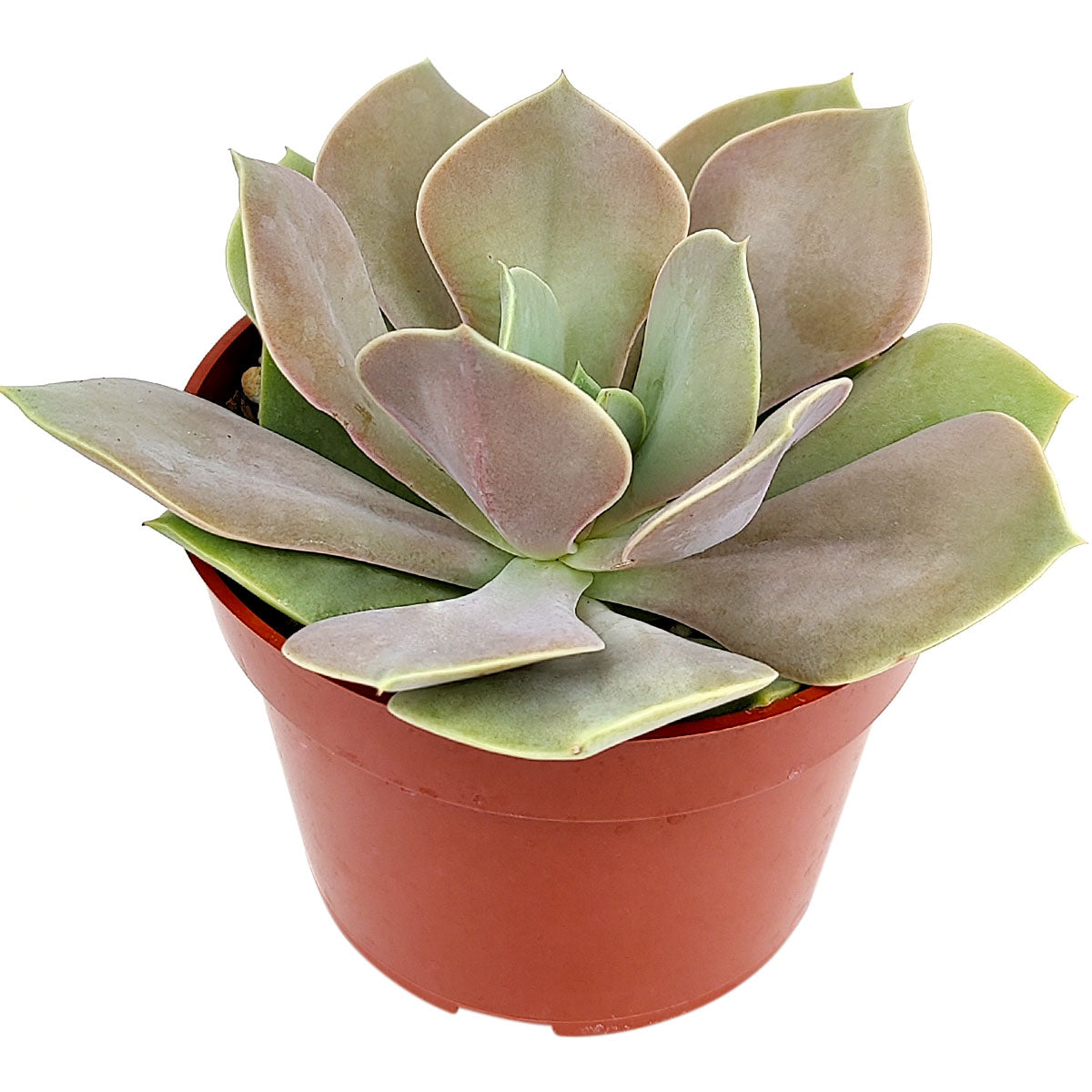 buy echeveria lolita live succulent 2 inch online, frosty green and rose-toned opalescent leaves, delicate powdery farina surface texture, petite rosette reaching 5 inches wide at maturity, easy care drought tolerant succulent, minimalist bohemian home decor accent, charming birthday gift plant