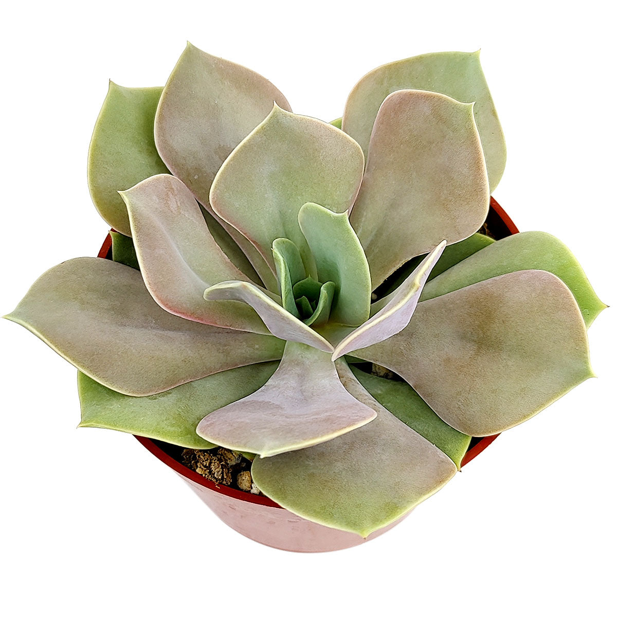 4 inch echeveria lolita live succulent for sale, pearly summer tones shifting to vivid winter purples, compact non-trailing upright rosette growth, wax-coated broad succulent leaves, beginner friendly and pet safe variety, beautiful patio or balcony container plant, ideal nature lover gift