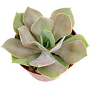 4 inch echeveria lolita live succulent for sale, vivid opalescent pink coral and frosty green coloring, broad overlapping leaves with natural wax sheen, compact clustering rosette shape ideal for containers, thrives in bright sunny spots with minimal watering, eye-catching decorative focal point for indoor spaces, gorgeous gift for plant enthusiasts and collectors