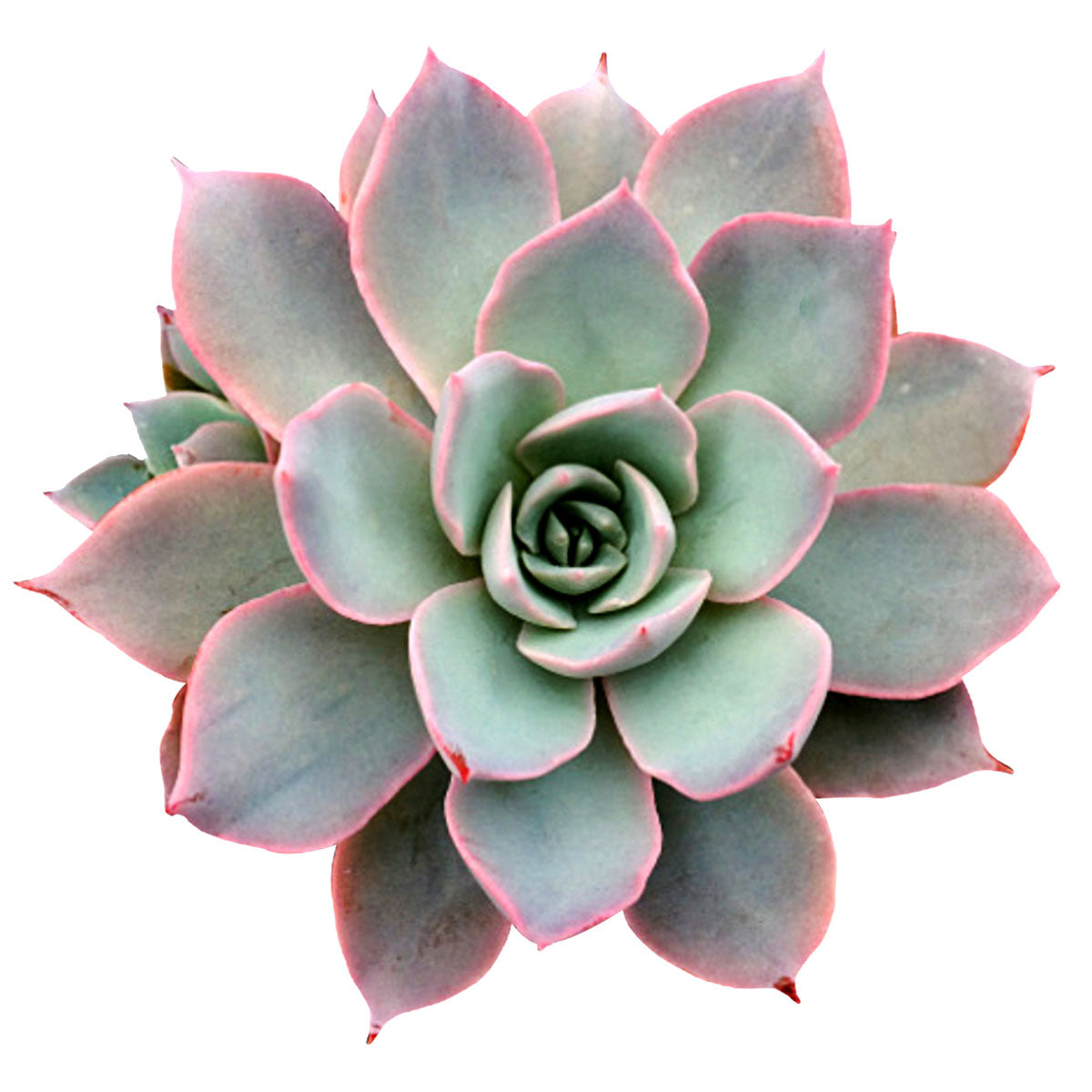 4 inch echeveria subsessilis succulent - echeveria morning beauty live succulent for sale, pale blue-grey rosette with lilac-pink margins, thick waxy farina coating giving a soft misted look, slow-growing compact form