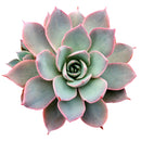 4 inch echeveria subsessilis succulent - echeveria morning beauty live succulent for sale, stunning grey-blue rosette with bright pink-edged margins, powdery farina texture giving a frosted look, slow-growing compact architectural succulent