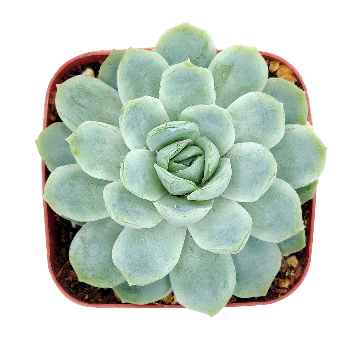 buy echeveria elegans mexican snowball live succulent 2 inch online, icy silvery green rosette succulent, plump fleshy leaves with translucent edges, low compact growth close to soil, drought tolerant and slow growing, architectural succulent for shelves and desks, unique housewarming plant gift