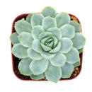 Buy Echeveria Elegans 'Mexican Snowball' 4 inch online. Echeveria Elegans 'Mexican Snowball' is a graceful succulent featuring large blue-green rosettes with a smooth, symmetrical appearance. It thrives in bright light and well-draining soil while requiring minimal watering. This easy-care plant is an excellent addition to indoor succulent collections and sunny spaces.