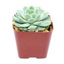 Buy Echeveria Elegans 'Mexican Snowball' 4 inch online. Echeveria Elegans 'Mexican Snowball' is a graceful succulent featuring large blue-green rosettes with a smooth, symmetrical appearance. It thrives in bright light and well-draining soil while requiring minimal watering. This easy-care plant is an excellent addition to indoor succulent collections and sunny spaces.