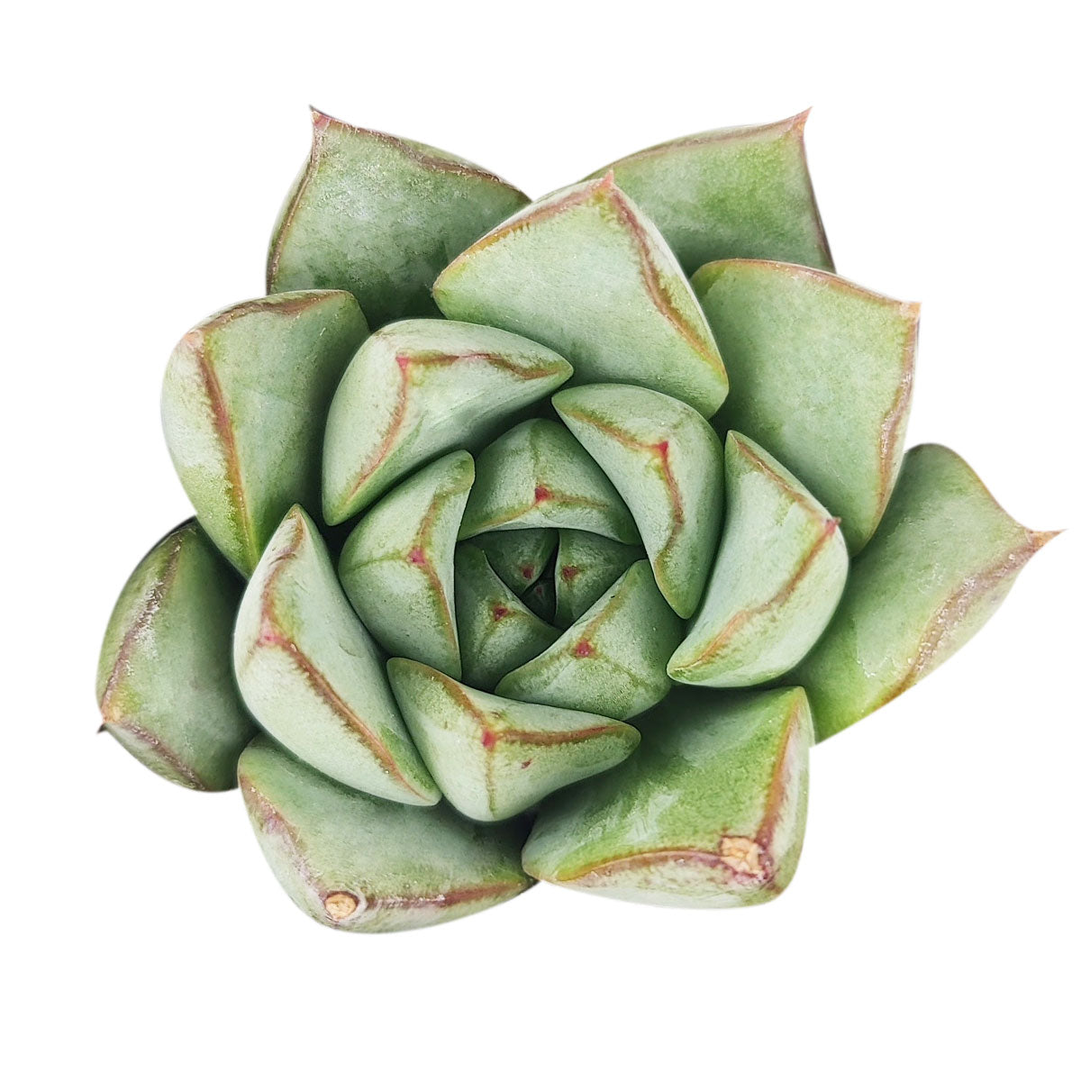 buy echeveria glory live succulent 2 inch online, pastel green rosette with red-tipped chunky leaves, compact clustering growth habit, drought tolerant and low maintenance, bright architectural form, perfect sunny windowsill accent plant