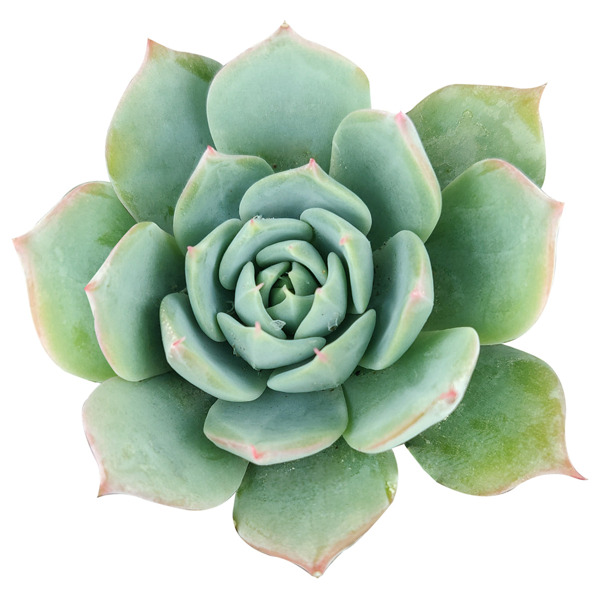 buy echeveria subalpina var. perote live succulent 2 inch online, soft blue powdery wax rosette with pink blush leaf tips, upright pointed leaves with frosty coating, compact slow-growing form, drought tolerant and pet safe, elegant architectural accent for a sunny windowsill, a unique succulent gift for collectors and plant lovers