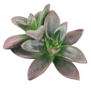 4 inch echeveria licorice live succulent for sale, rich dark purple to near-black dramatic foliage, thick smooth succulent leaves in circular rosette pattern, produces orange-red spring blooms attracting hummingbirds, easy care and long-lived