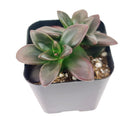 4 inch echeveria licorice live succulent for sale, rich dark purple to near-black dramatic foliage, thick smooth succulent leaves in circular rosette pattern, produces orange-red spring blooms attracting hummingbirds, easy care and long-lived