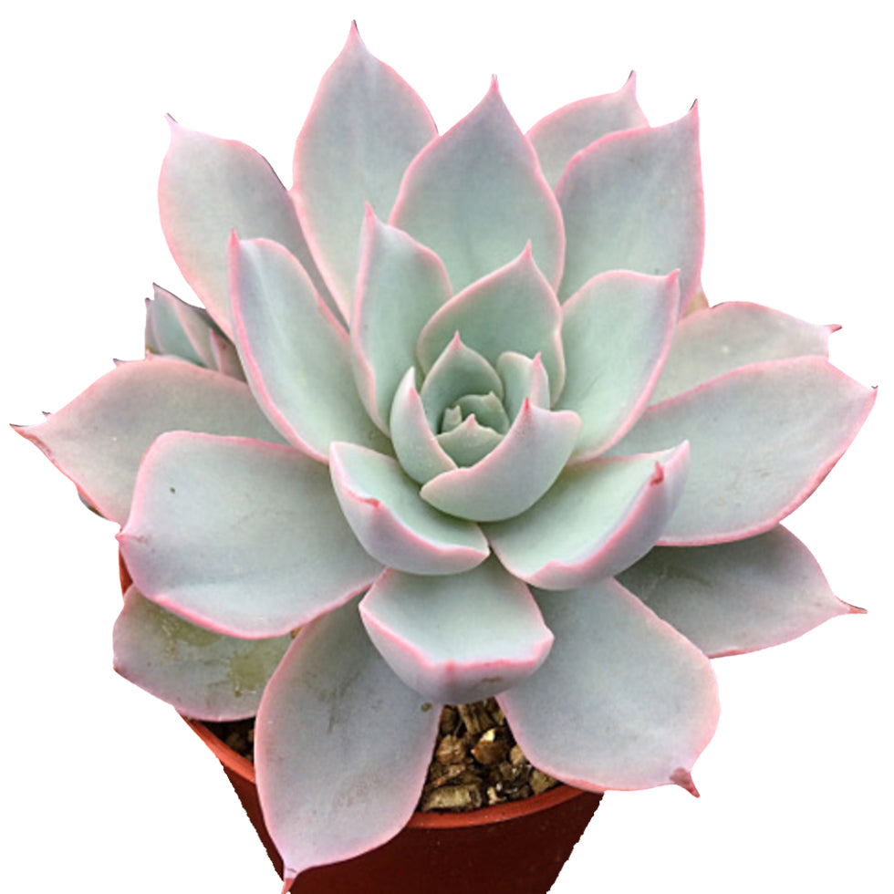 buy echeveria subsessilis succulent - echeveria morning beauty live succulent 2 inch online, blue-green spoon-shaped leaves with vivid pink-edged margins, silvery powdery farina texture, rosette clustering growth habit