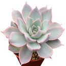 4 inch echeveria subsessilis succulent - echeveria morning beauty live succulent for sale, stunning grey-blue rosette with bright pink-edged margins, powdery farina texture giving a frosted look, slow-growing compact architectural succulent