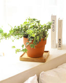 3" pot golden english ivy live plant for sale, lush variegated lobed leaves with butter-gold to bright gold margins, trailing vine growth perfect for hanging baskets or elevated planters, evergreen all-season color, moderate humidity care needs, a beautiful addition to any boho or cottage-style interior, makes a heartfelt and lasting gift