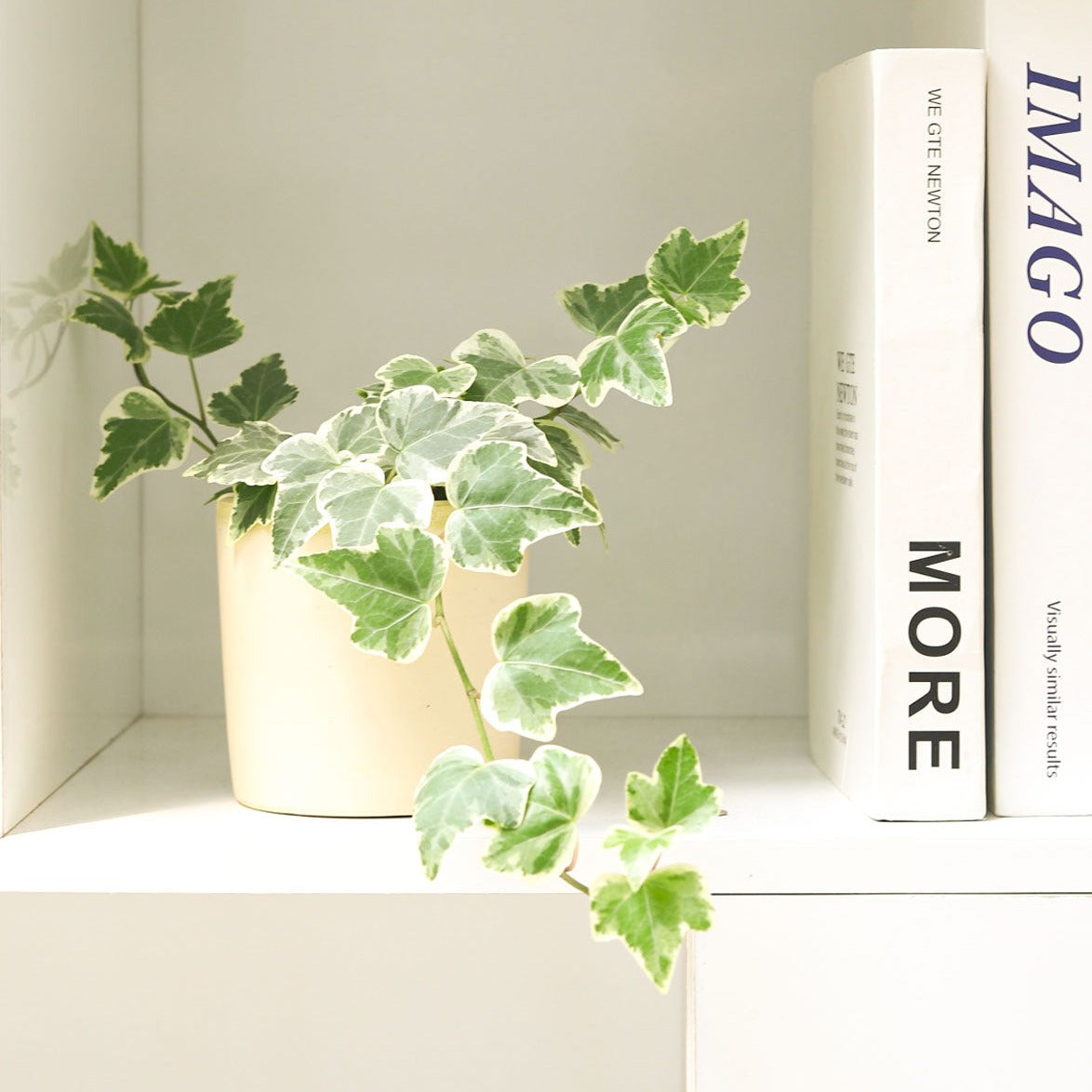 buy golden english ivy live plant 3" pot online, gold-edged variegated lobed leaves, trailing cascading vine growth, cream and forest green foliage, air purifying houseplant, perfect for bohemian shelf decor, a thoughtful housewarming gift