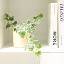 3" pot golden english ivy live plant for sale, lush variegated lobed leaves with butter-gold to bright gold margins, trailing vine growth perfect for hanging baskets or elevated planters, evergreen all-season color, moderate humidity care needs, a beautiful addition to any boho or cottage-style interior, makes a heartfelt and lasting gift