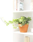 3" pot golden english ivy live plant for sale, lush variegated lobed leaves with butter-gold to bright gold margins, trailing vine growth perfect for hanging baskets or elevated planters, evergreen all-season color, moderate humidity care needs, a beautiful addition to any boho or cottage-style interior, makes a heartfelt and lasting gift