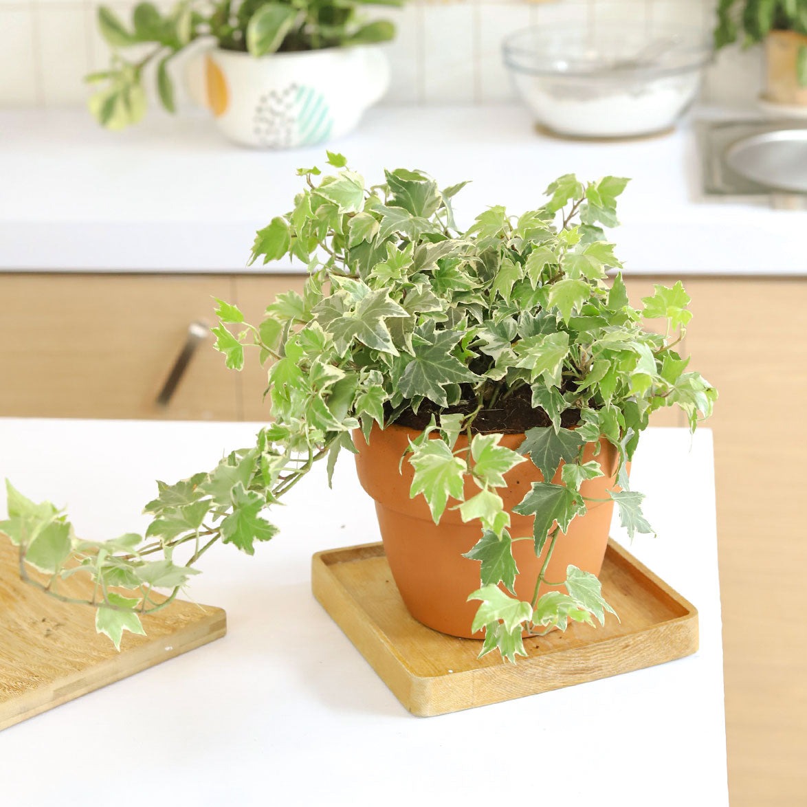 buy golden english ivy live plant 3" pot online, soft gold-edged small lobed leaves on cascading stems, trailing habit ideal for elevated planters, vivid gold variegation in bright indirect light, humidity-loving evergreen vine, adds lush greenery to any indoor space, a lovely gift for friends and family