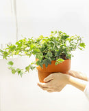 3" pot golden english ivy live plant for sale, lush variegated lobed leaves with butter-gold to bright gold margins, trailing vine growth perfect for hanging baskets or elevated planters, evergreen all-season color, moderate humidity care needs, a beautiful addition to any boho or cottage-style interior, makes a heartfelt and lasting gift