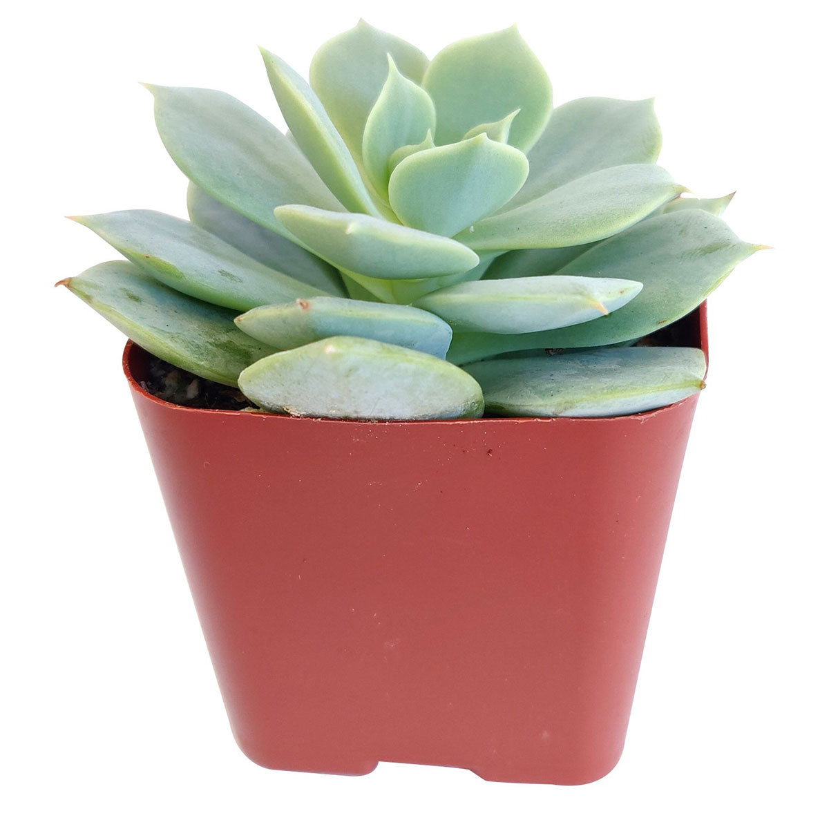 buy echeveria fleur blanc live succulent 2 inch online, pale sage rosette with striking near-white wax coating, tightly formed layered leaves with subtle pink edge highlights, compact six-inch mature spread with clustering offsets